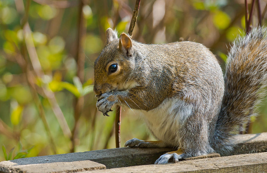 Squirrel Photograph by Scott Carruthers