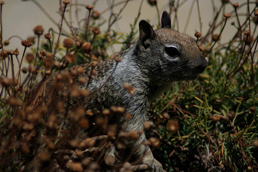 Squirrel Photograph by Scott Cunningham