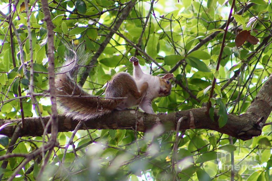 Squirrel Scratch Photograph by Connie Mueller Pixels