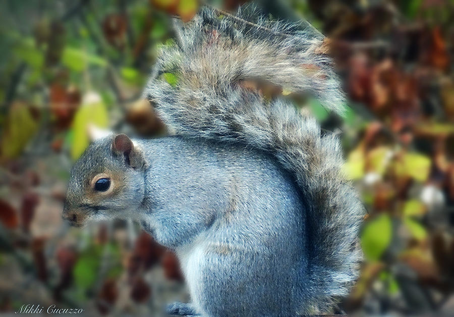 Squirrel Series 1 Photograph by Mikki Cucuzzo