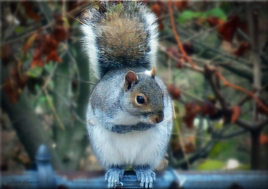 Squirrel Series 3 Photograph by Mikki Cucuzzo