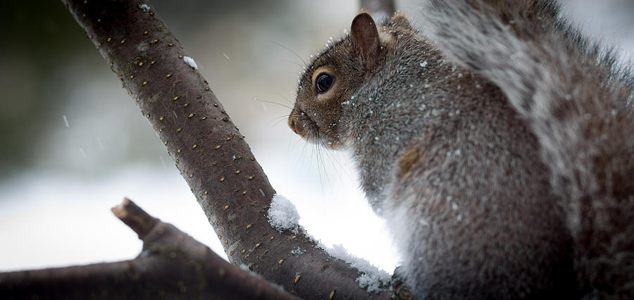 Squirrel Photograph by Shane Holsclaw