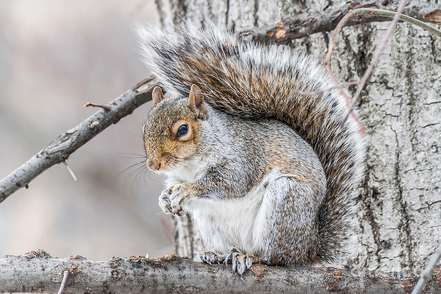 Squirrel Shelter Photograph by Nicholas Santasier - Fine Art America