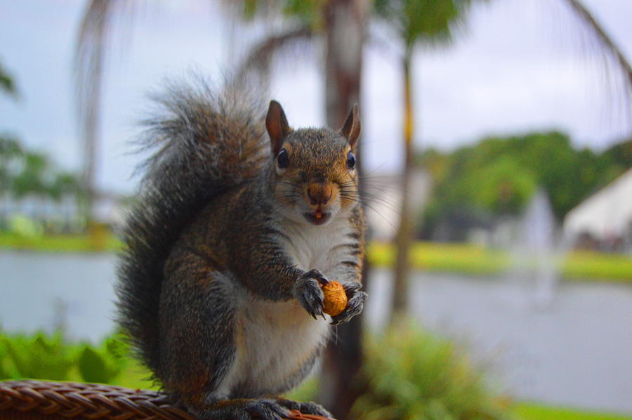 Wildlife Photograph - Squirrel Smile by Doug Grey