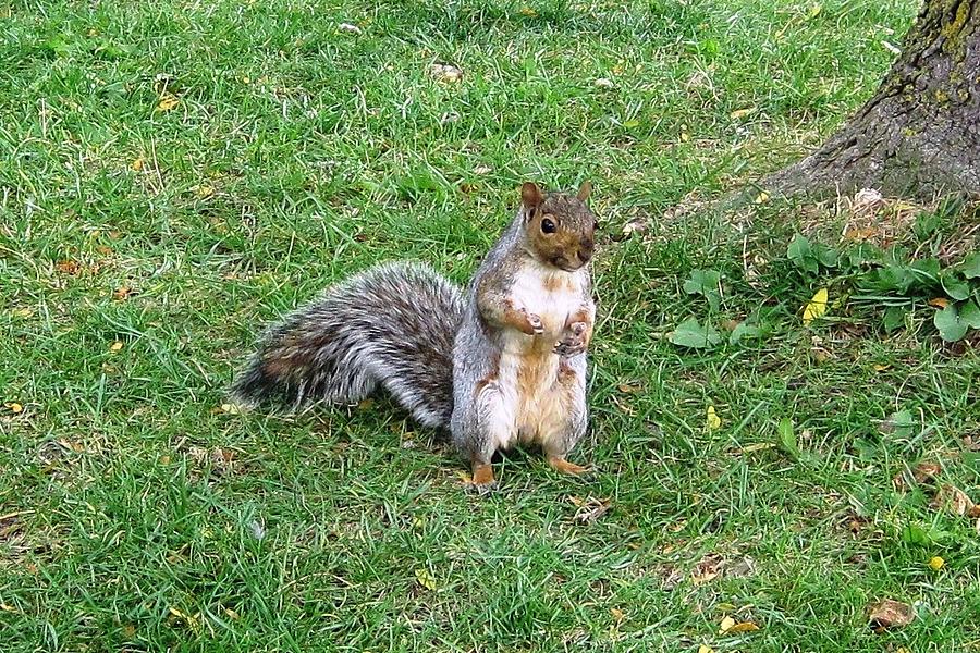Squirrel Standing Up Photograph by Lucinda VanVleck
