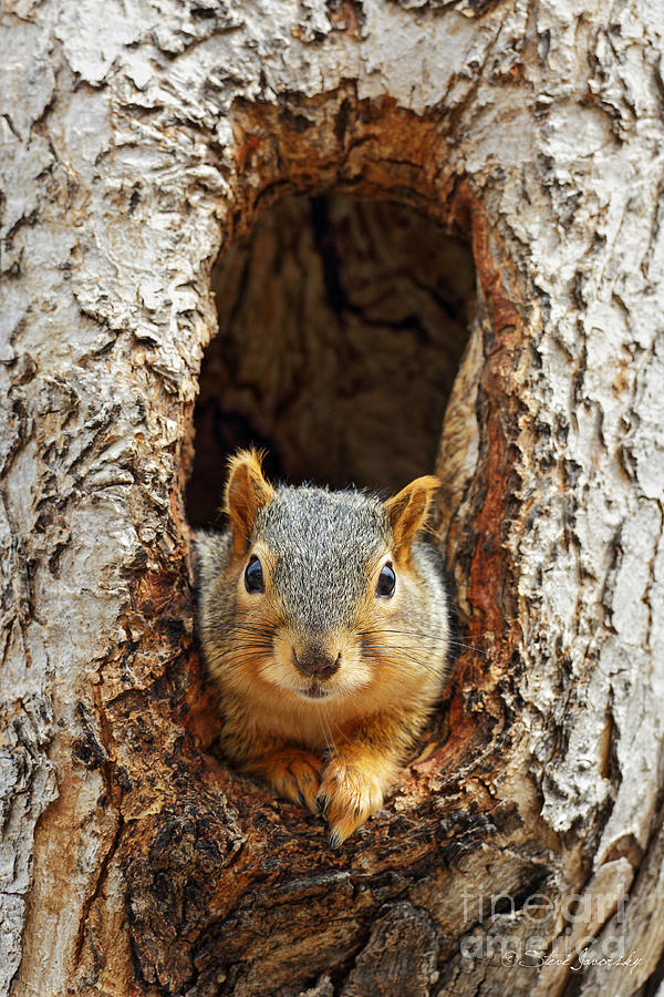 Squirrel Photograph by Steve Javorsky