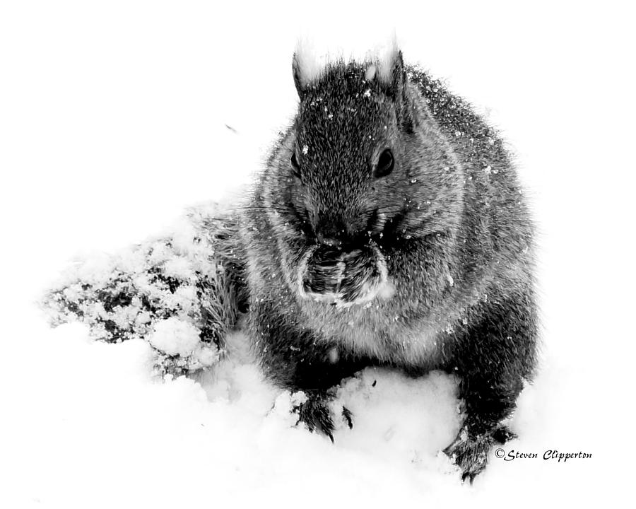 Squirrel  Photograph by Steven Clipperton