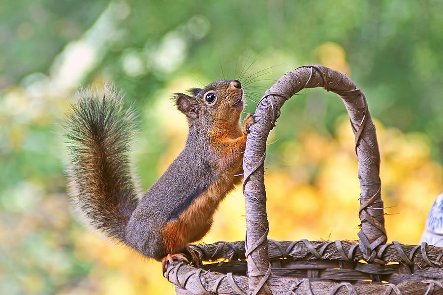 Squirrel Stretching Photograph by Peggy Collins