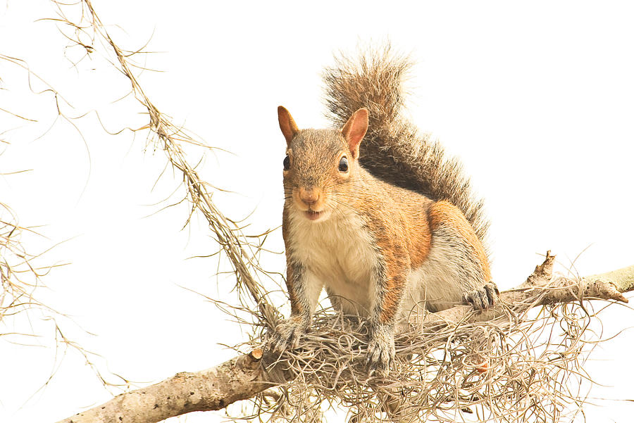 Squirrel Photograph by Tammy Schneider