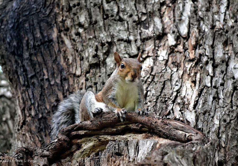 Squirrel Photograph by Tara Potts