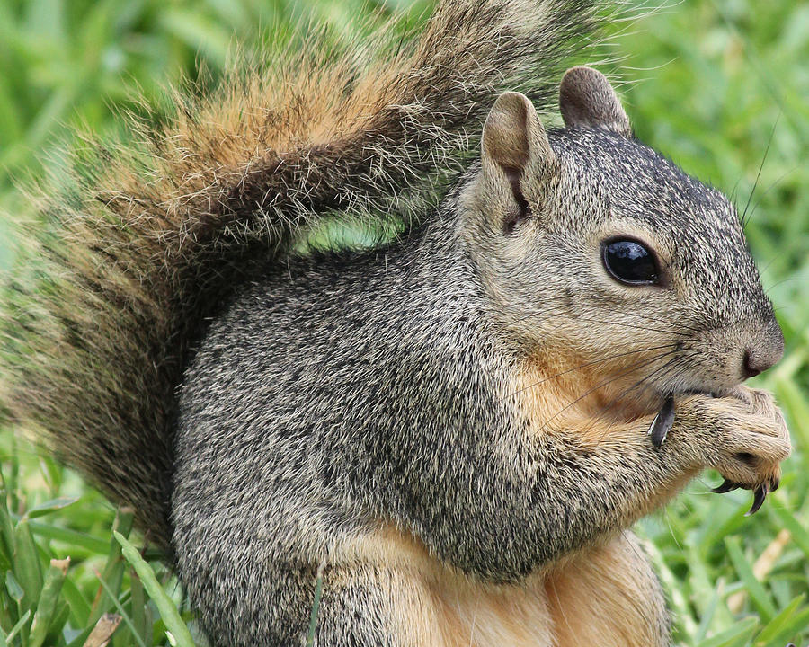 Squirrel Thief Photograph by TN Fairey - Fine Art America