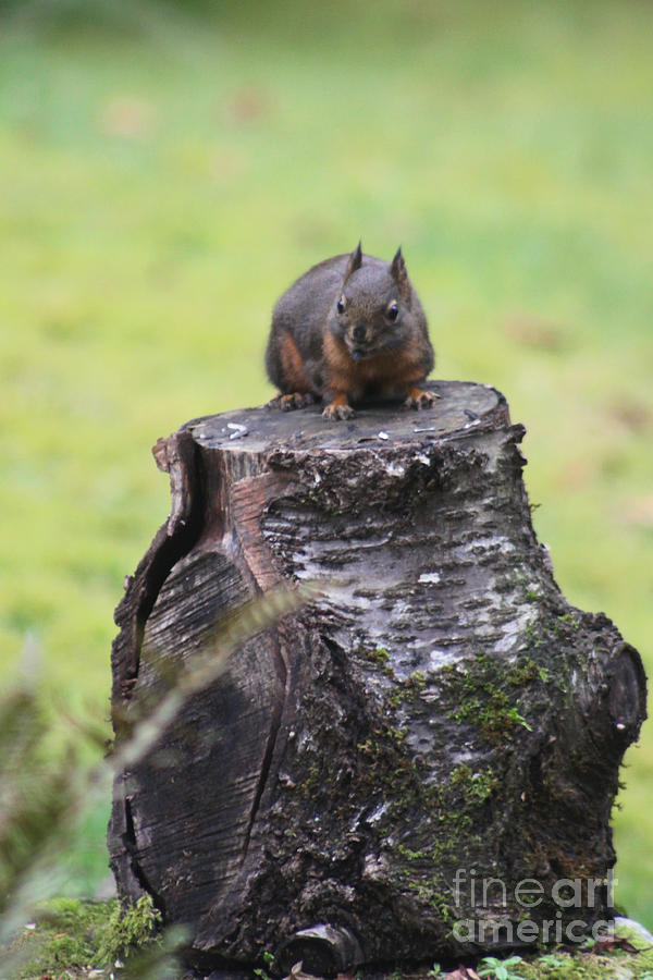 Squirrel Thinks Hes A Statue Photograph by Kym Backland