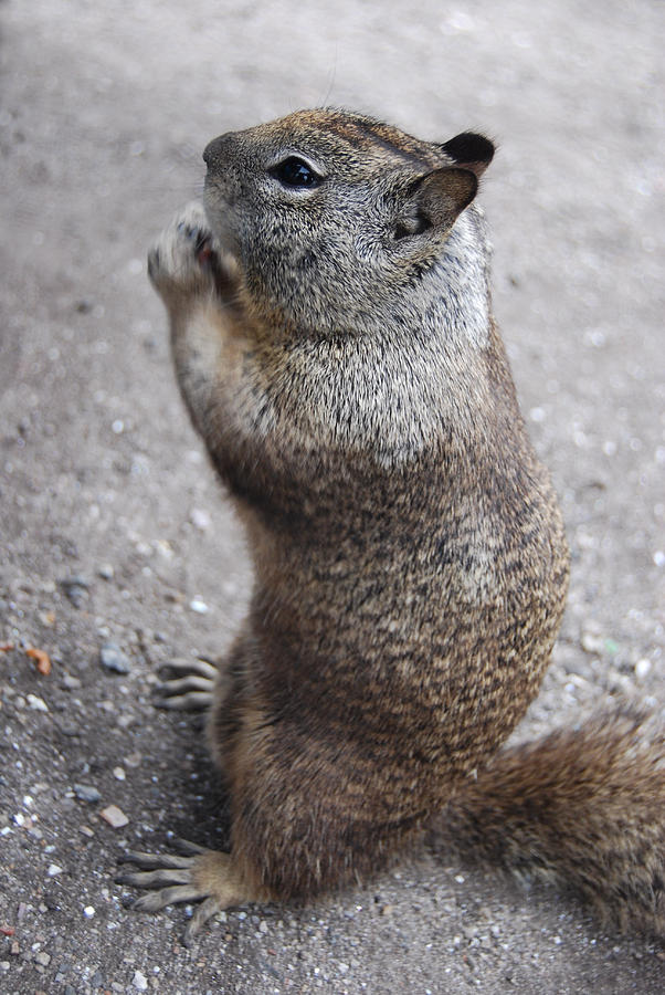 Squirrel Photograph by Tina Zhou