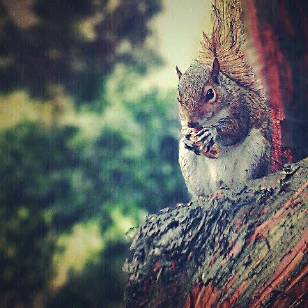 Summer Photograph - #squirrel #tree by Jenna Goodwin