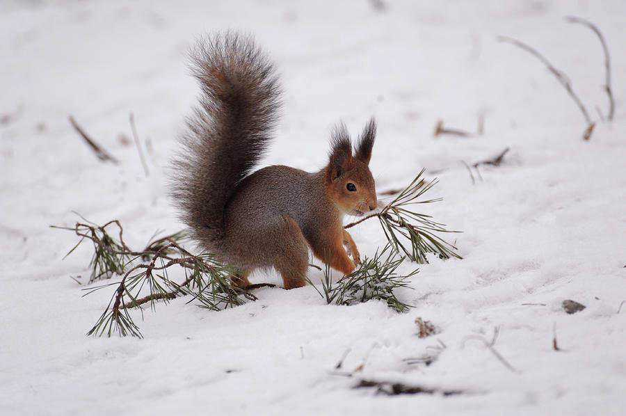 Squirrel Photograph by Verdina Anna