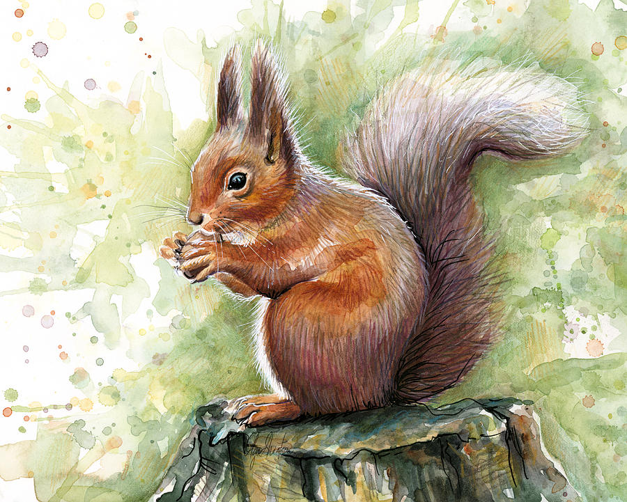 Squirrel Watercolor Art Painting by Olga Shvartsur - Fine Art America