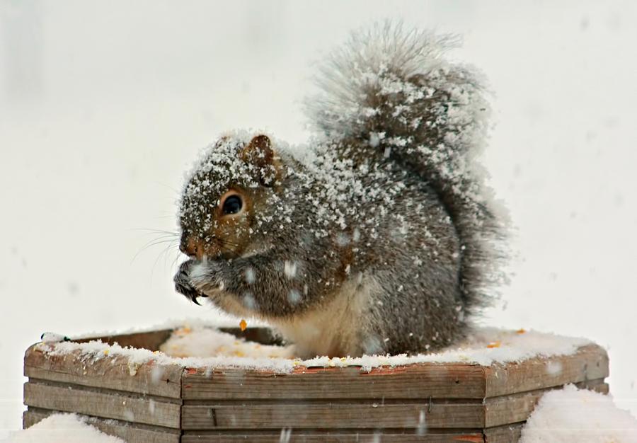 Squirrel Winter Photograph by Amanda Stadther