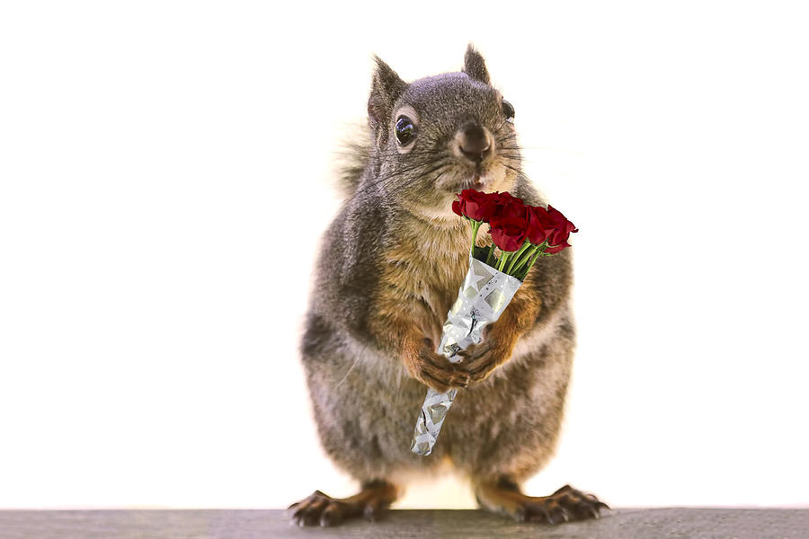 Squirrel with a Dozen Red Roses Photograph by Peggy Collins