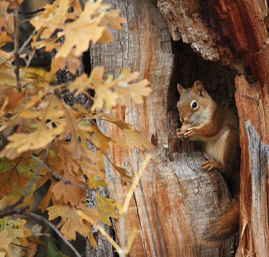 Squirrel with Acorn Photograph by Dan Alfson - Fine Art America