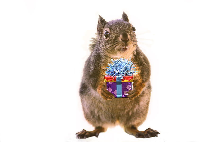 Squirrel with Gift Photograph by Peggy Collins