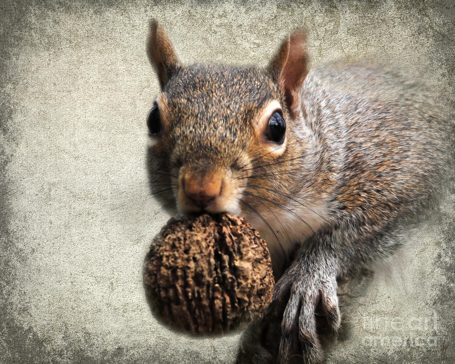 squirrel nuts