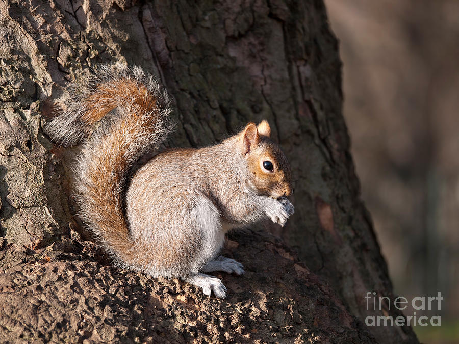 Winter Photograph - Squirrel with nut  by Judith Flacke
