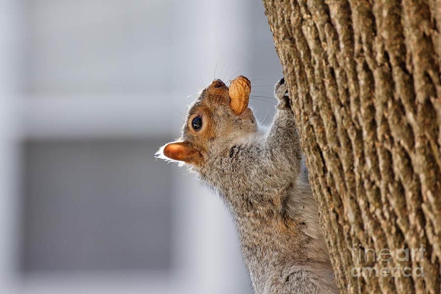 Nature Photograph - Squirrel with Peanut by Jannis Werner