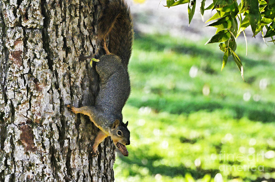 Squirrel with pecan Photograph by Debbie Portwood