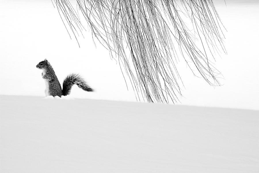 Squirrel Photograph by Yue Wang