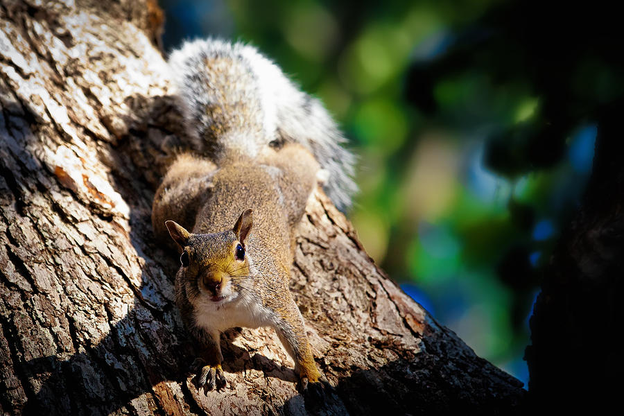 Squirrel Zone Photograph by Sennie Pierson