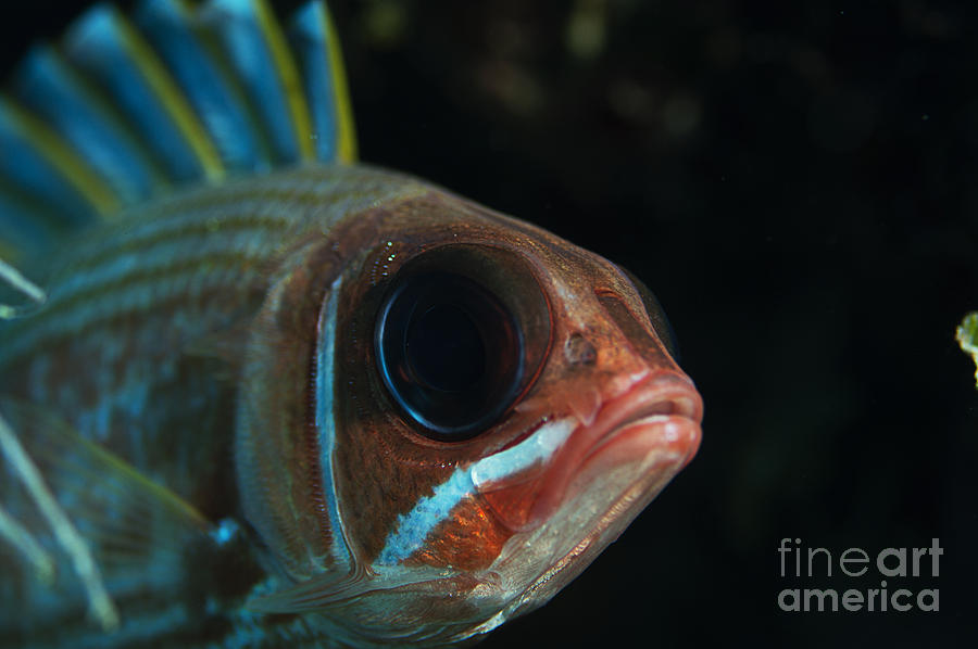 Squirrelfish Photograph by JT Lewis
