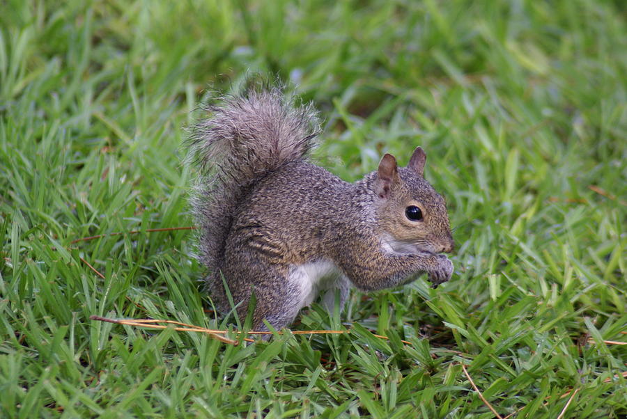 Squirrel Photograph - Squirreling Around by Patricia Twardzik