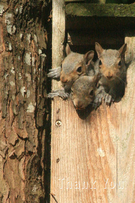 Animal Photograph - Squirrels 3 and a reminder to utter the words Thank You. by Raenell Ochampaugh