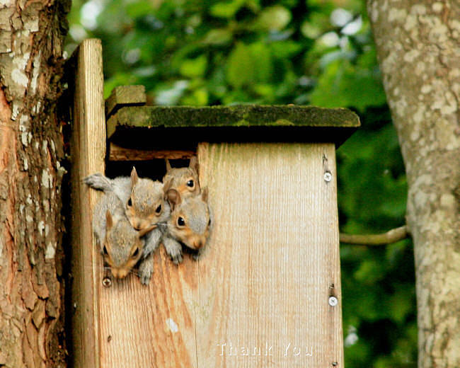 Animal Photograph - Squirrels 4 and a reminder to utter the words Thank You. by Raenell Ochampaugh