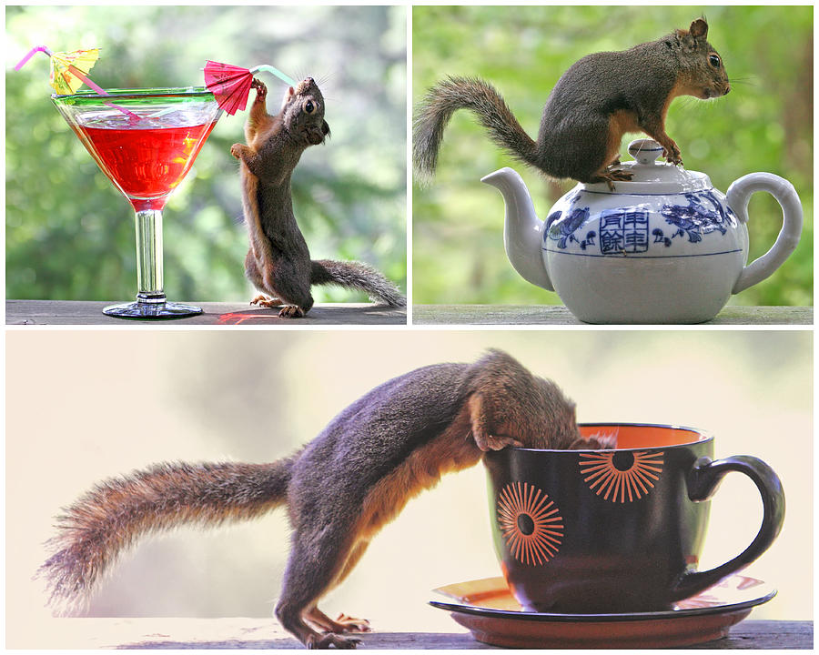 Squirrels and Their Drinks Mosaic Photograph by Peggy Collins