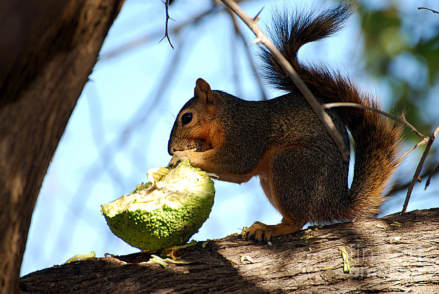 Squirrels Delicacy Photograph by Linda Cox