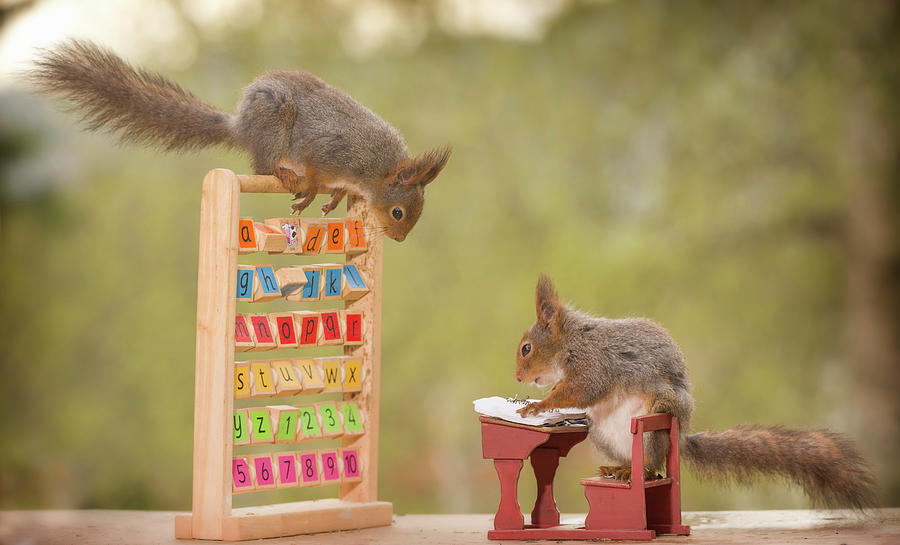 Squirrels In Outdoor School Photograph by Geert Weggen