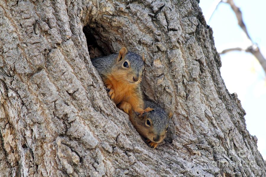 Squirrels In The Hole Photograph by Lori Tordsen - Pixels