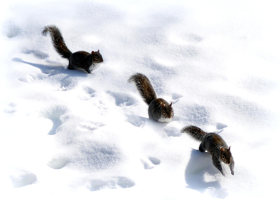 Squirrel Photograph - Squirrels by Mim White