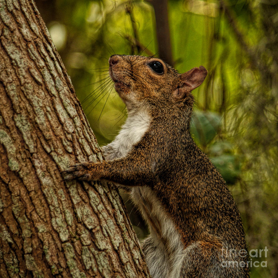 Squirrely  Photograph by Dave Bosse
