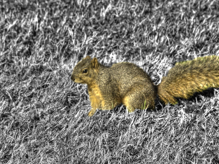 Nature Photograph - Squirrling Around Looking for Nuts by John Straton
