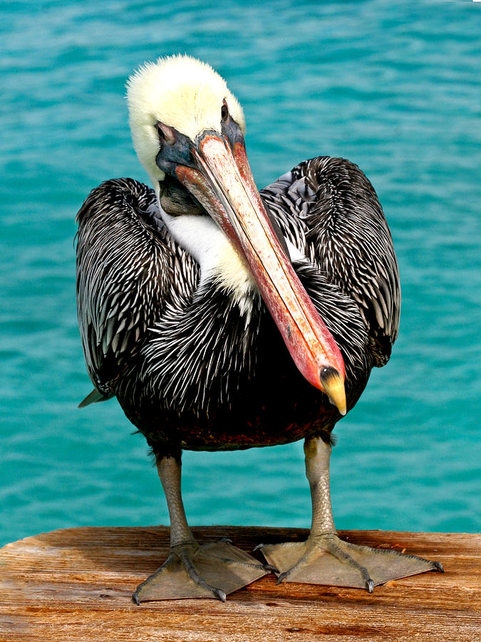 Squished up Pelican Photograph by Jean Noren