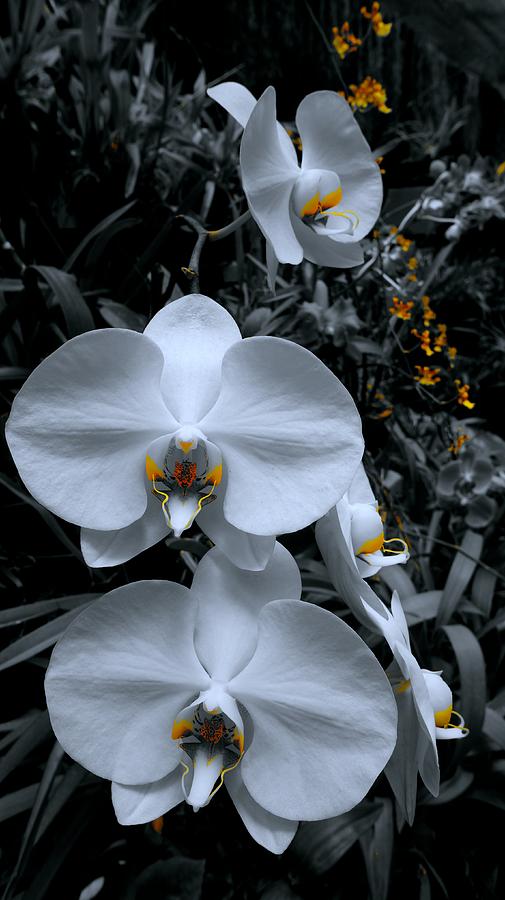 Sri Lanka Orchids Photograph