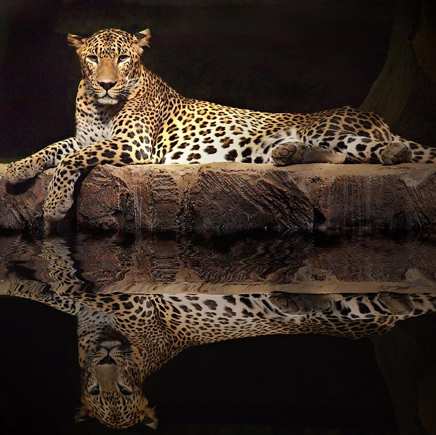 Шриланкийский леопард