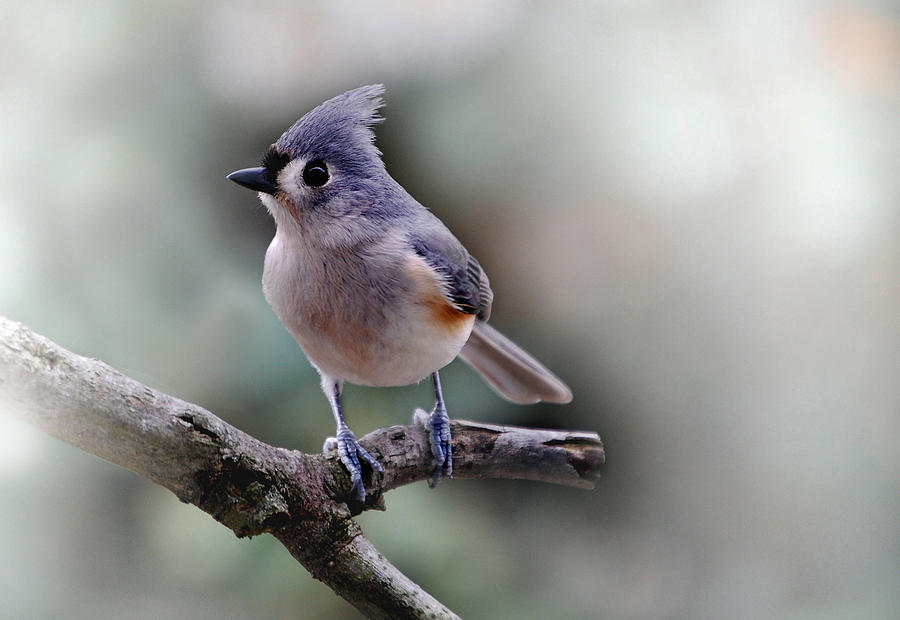 Spring Time Titmouse Photograph by Skip Willits