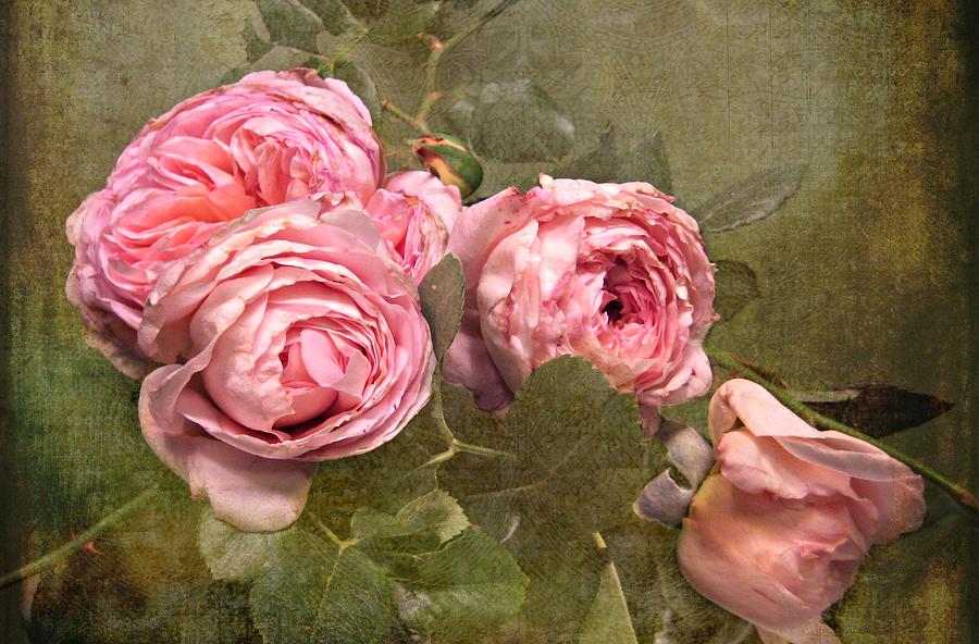 Rose Photograph - Abraham Darby Rose by Shirley Sirois