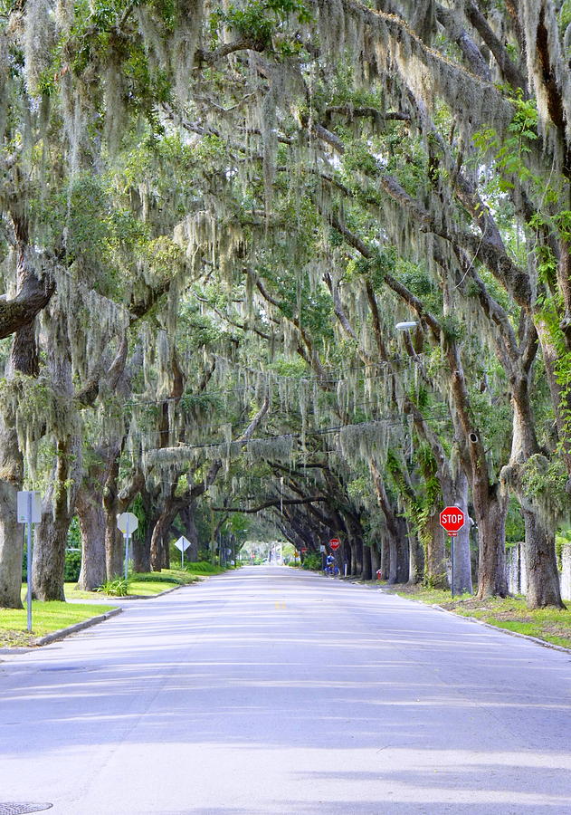 Transportation Photograph - St. Augustine Road by Laurie Perry
