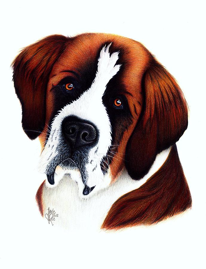 Dog Drawing - St. Bernard by Danielle R T Haney