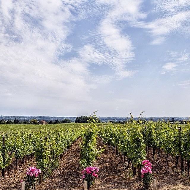 Love Photograph - St Emilion Grand Cru Vines by Georgia Fowler Love Photograph - St Emilion Grand Cru Vines by Georgia Fowler