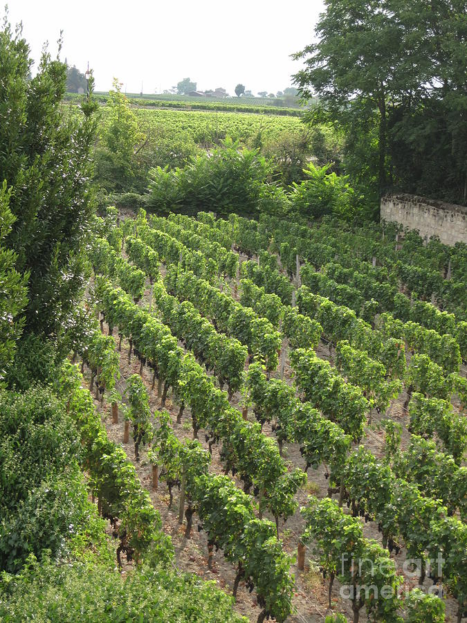 St. Emilion vineyard Photograph by HEVi FineArt